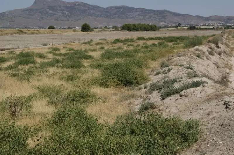 Venta Parcela en Campillo Lorca 7000m2