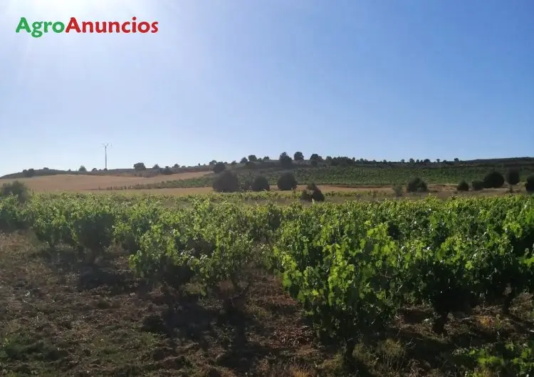 Venta  de Finca de viñas de secano en Soria