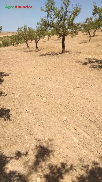 Venta  de Fincas de almendros en Granada