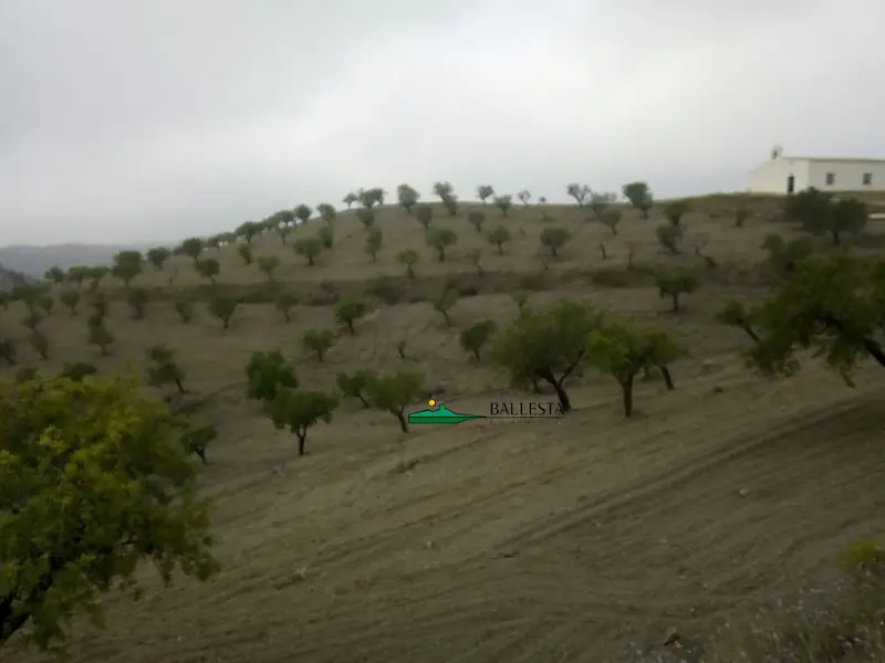 Venta Finca 30 Hectareas Velez Rubio Ref 00274