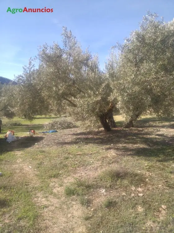 Venta  de Finca de olivos marteños en Grenade