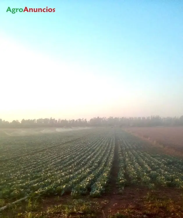 Venta  de Finca para cultivos hortícolas con riego por goteo en Cádiz