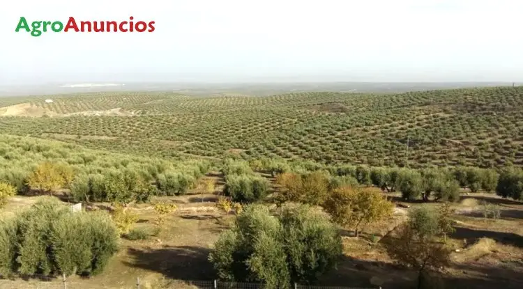 Compra  de Finca de olivos arbequina en Tarragona