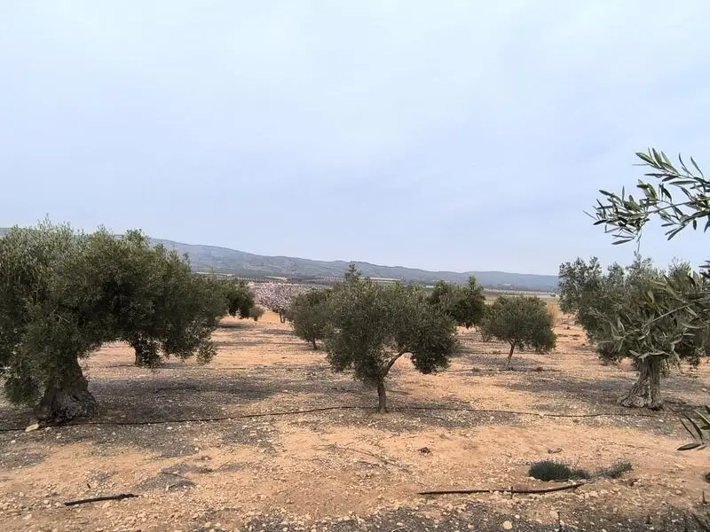 Finca Rustica con Olivos Centenarios en Villena