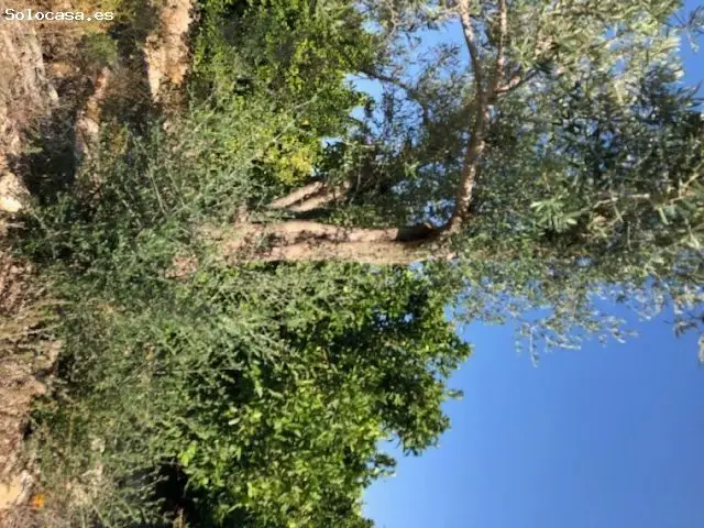 Finca Rustica 283000m2 Orihuela Cerca Playa Solar