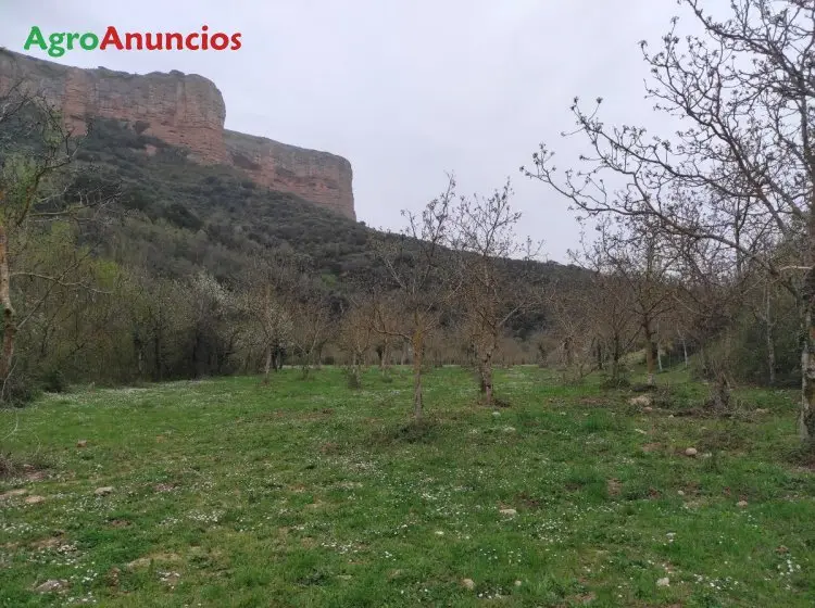 Alquiler  de Finca de nogales en La Rioja