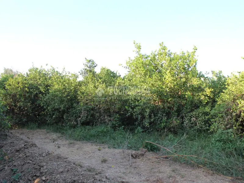 Terreno con Limoneros en Venta