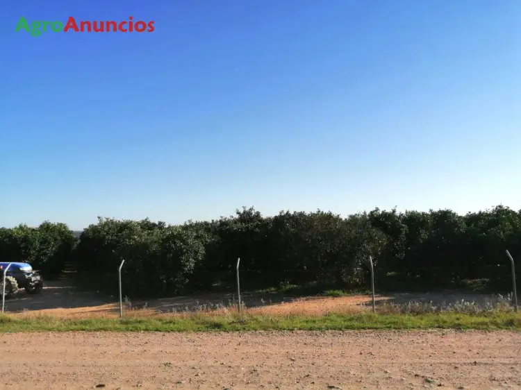 Venta  de Finca de naranjos en Córdoba