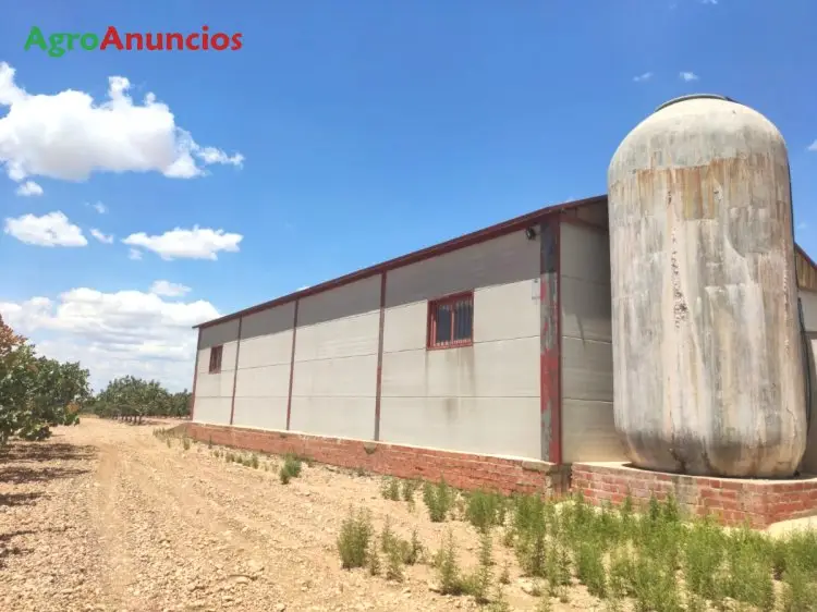 Venta  de Finca de pistachos, viñedo y olivos con riego por goteo en Ciudad Real