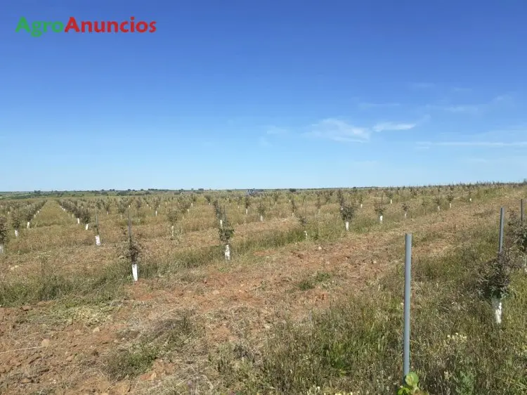 Venta Finca Pistachos Toledo 5000 Plantas