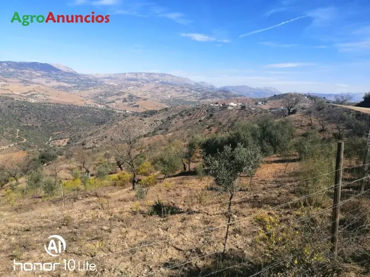 Venta  de Finca rustica con olivos y almendros en Málaga