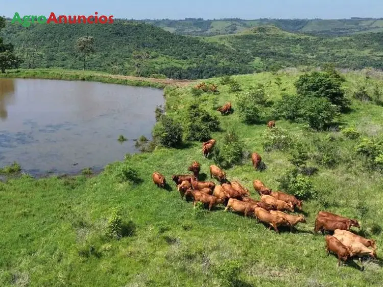 Venta Finca Rústica 2100 Ha Argentina Ganaderia Forestacion