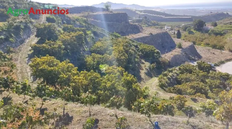 Venta  de Finca de regadío en Granada