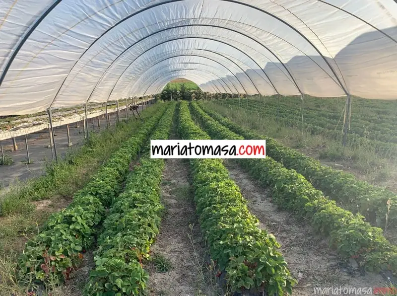 Finca Rustica en Venta Alava Cultivo Fresas Tomates