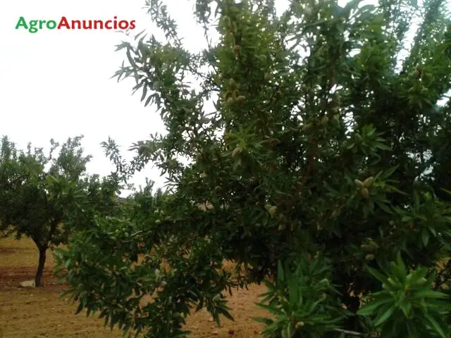 Venta  de Finca de almendros nuevos en Toledo