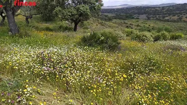 Finca Rustica en Sierra de Sevilla 35 Hectareas