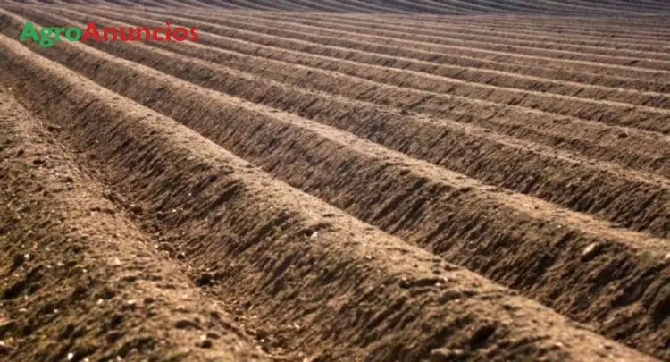 Alquiler  de Finca agrícola de regadío para cultivos intensivos en Murcia