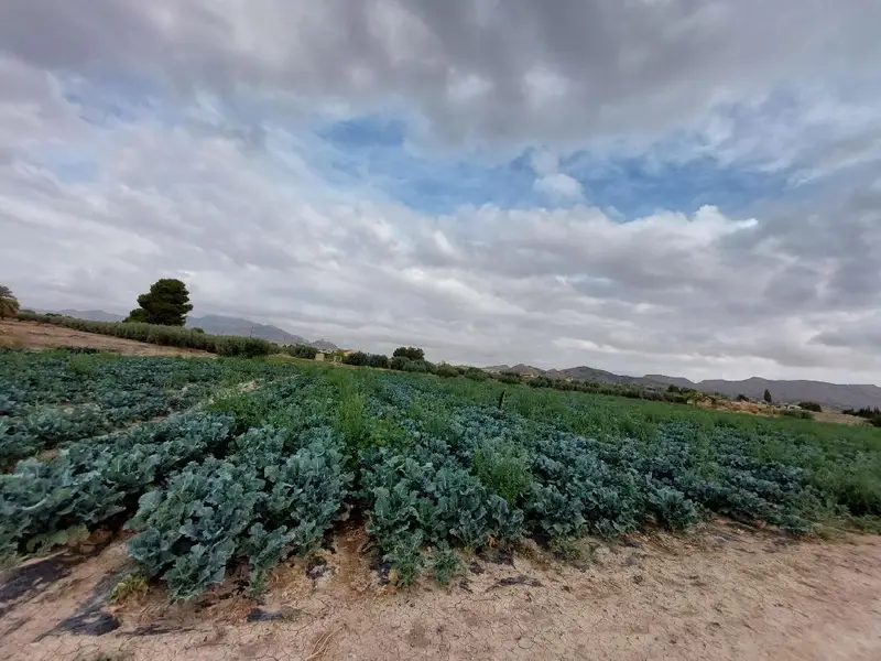 Venta Parcela en Marchena, Lorca - Ref: 21248