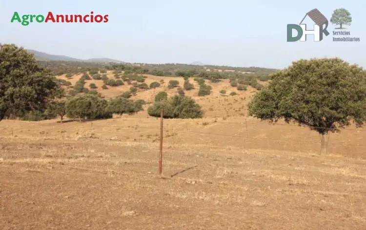 Venta  de Finca dehesa ondulada de encinas en Cáceres