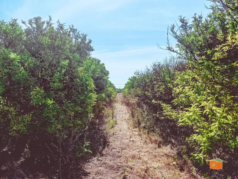 Finca Rustica Santa Barbara Tarragona 21500m2