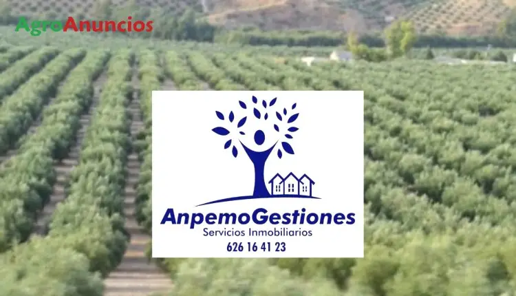 Venta  de Finca  olivos arbequinos superintensivos en Córdoba