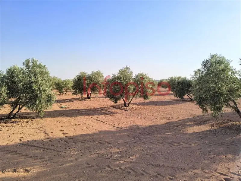Venta Finca Rustica Baños del Peral 581 Olivos 5 Hectareas