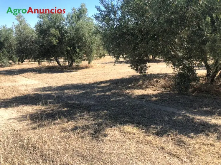 Venta  de Finca de olivos en Jaén