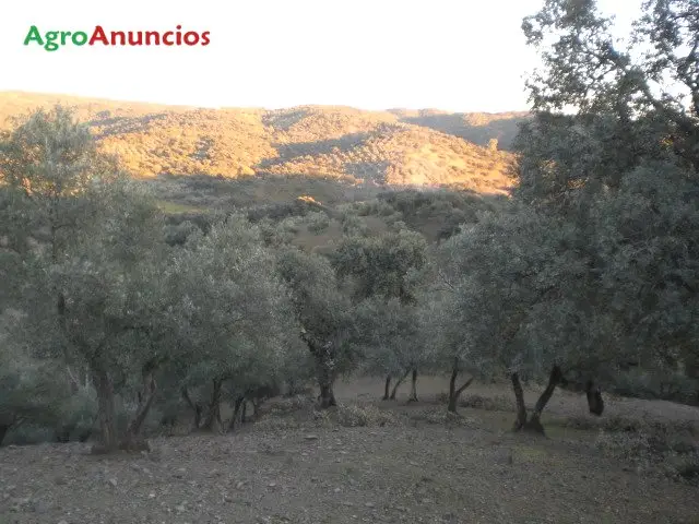 Venta  de Finca de olivos y encinas en Córdoba