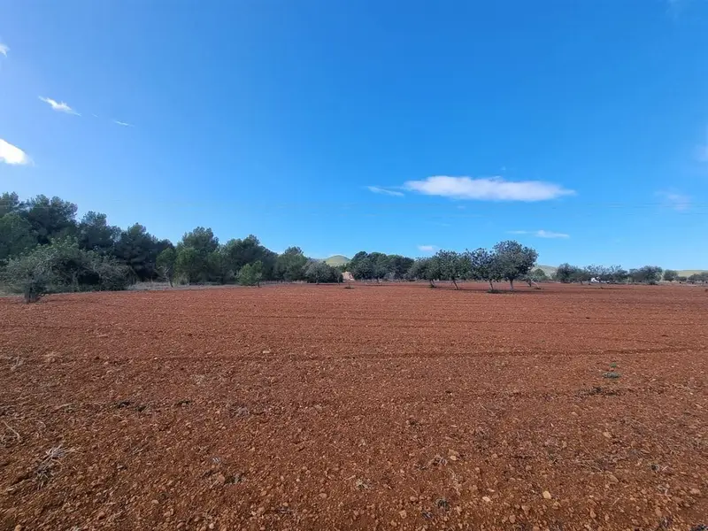 Tres Parcelas en Santa Gertrudis Ibiza para construir Villas de Lujo