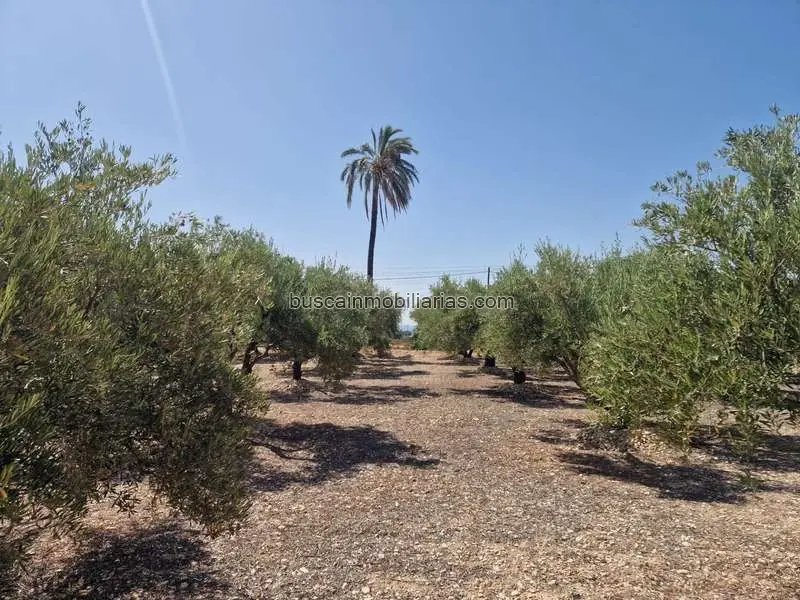 Parcela Rustica en Venta Crevillent 2781m2