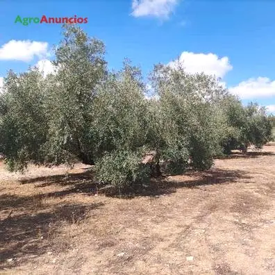 Venta  de Finca de olivar en Jaén