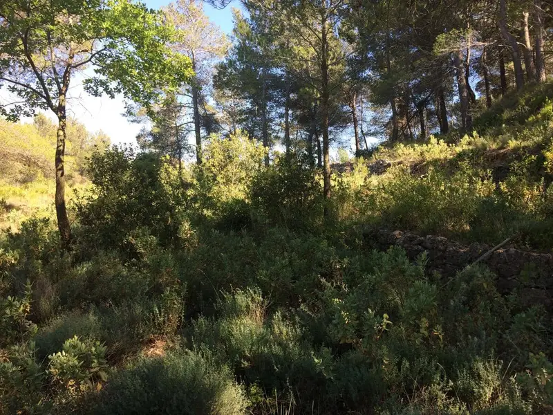 Finca Rustica en Venta Vandellos Tarragona