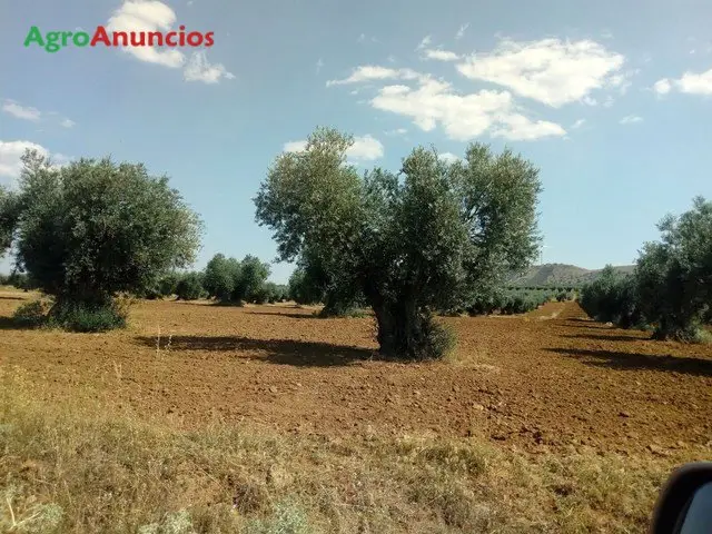 Venta  de Finca de olivar con 134 olivas en Toledo