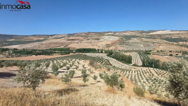 Finca Rustica con 3000 Olivos y Pozo Legalizado