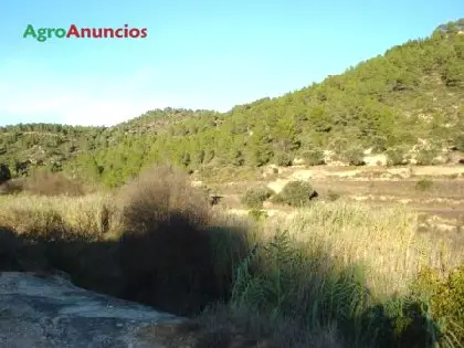 Venta  de Finca con almendros, olivar y vides en Teruel