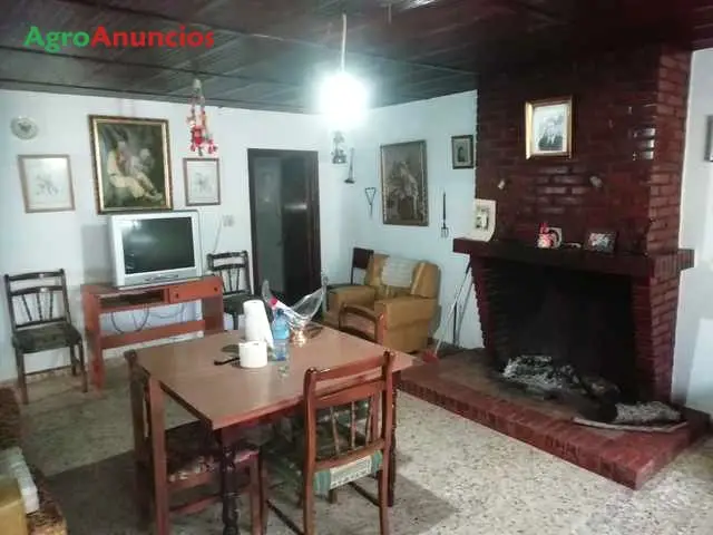 Venta  de Finca de olivos con cortijo en Córdoba