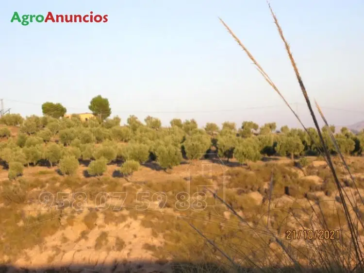 Venta  de Finca de regadío en Granada