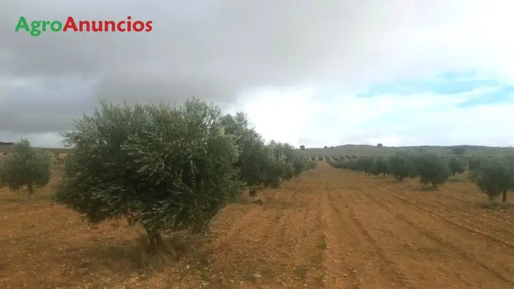 Venta  de Finca de olivos y tierra arable de regadío en Toledo