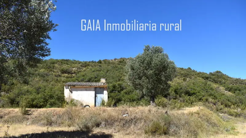 Casa de Campo en Maella: Terreno con Olivos y Almacén