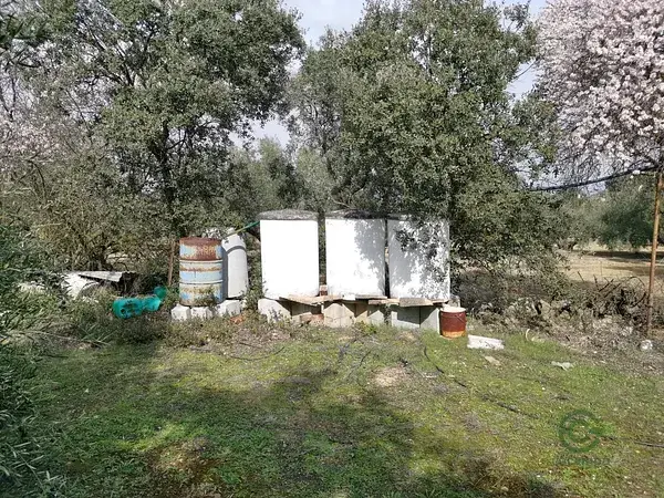 Terreno con Olivos Centenarios cerca de Loja Granada