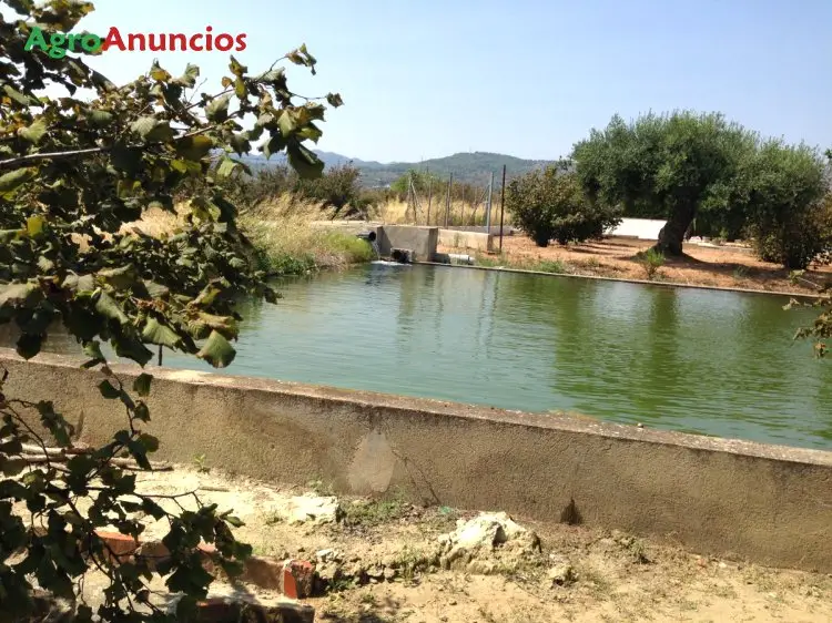 Venta  de Finca de avellanos en Tarragona