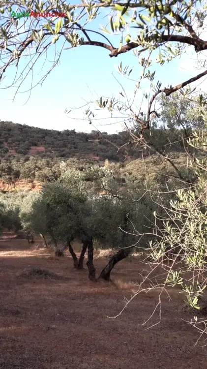 Venta  de Finca rustica olivar picual en Sevilla