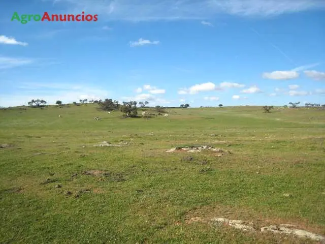 Venta  de Finca de pastos en Cáceres