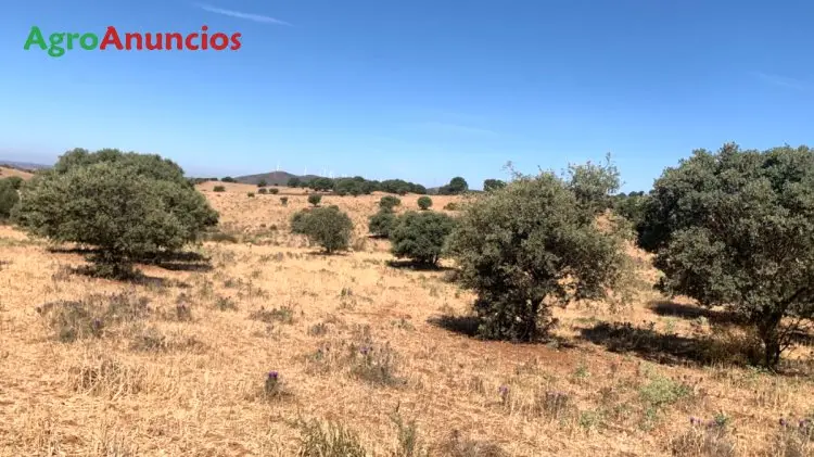 Alquiler  de Finca de caza menor en Huelva