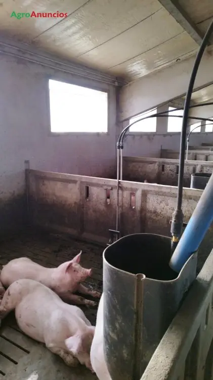 Venta  de Granja de cerdos en Albacete