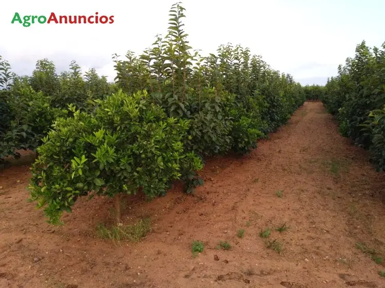 Venta  de Finca de kekis y naranjas en Valencia