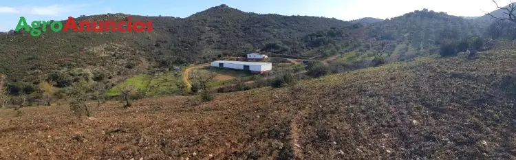 Venta  de Finca rustica de olivar en Córdoba