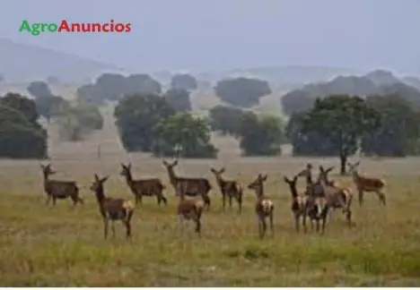 Venta  de Finca de recreo en Ciudad Real