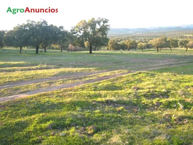 Venta  de Finca con explotacion de cochino de cebo en Cáceres