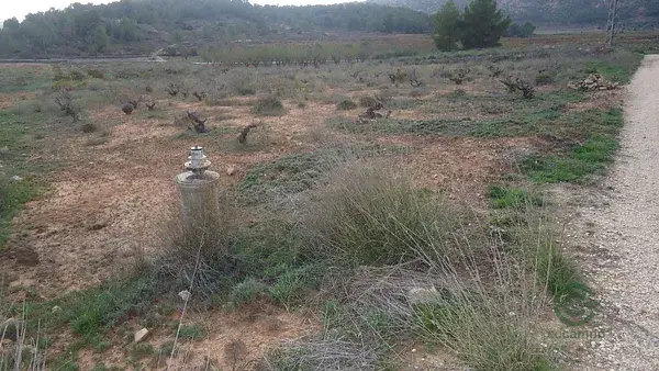 Parcela Rustica 6374m2 con Agua de Riego Pinoso Alicante